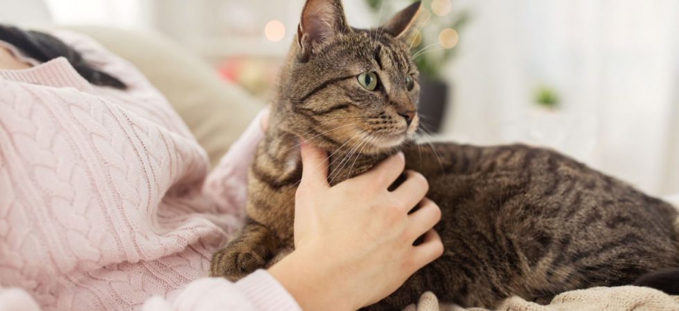 Toxoplasmosi Gravidanza